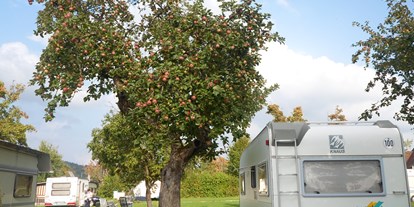 Campingplätze - Wintercamping - Im Herbst ist das Sammeln von Obst von unseren alten Obstbäume möglich - Camping Bergesruh