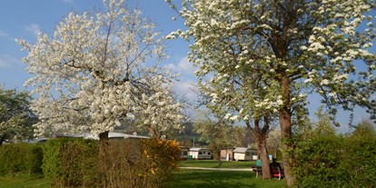 Campingplätze - Franken - die Obstbaumblüte - Apfel -u. Birnbäume -
im Frühjahr - Camping Bergesruh